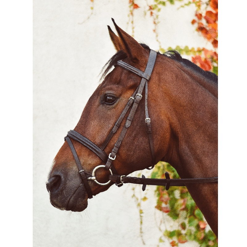 Equisential Bridle