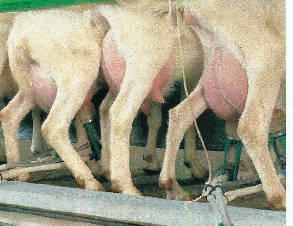 6 Sheep GEA Top Flow Z Bucket Milking System complete with wash system 7041-2700-580