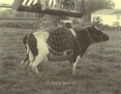 Cow Lifting Net Super – CH21 CH21