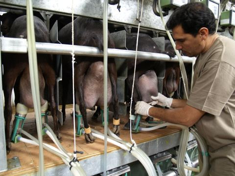 4 Goat GEA TopFlow Z Bucket Milking System complete with wash system Free Shipping * Best In Class ITP1079001