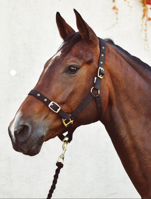 Economy Web Headcollar – Foal