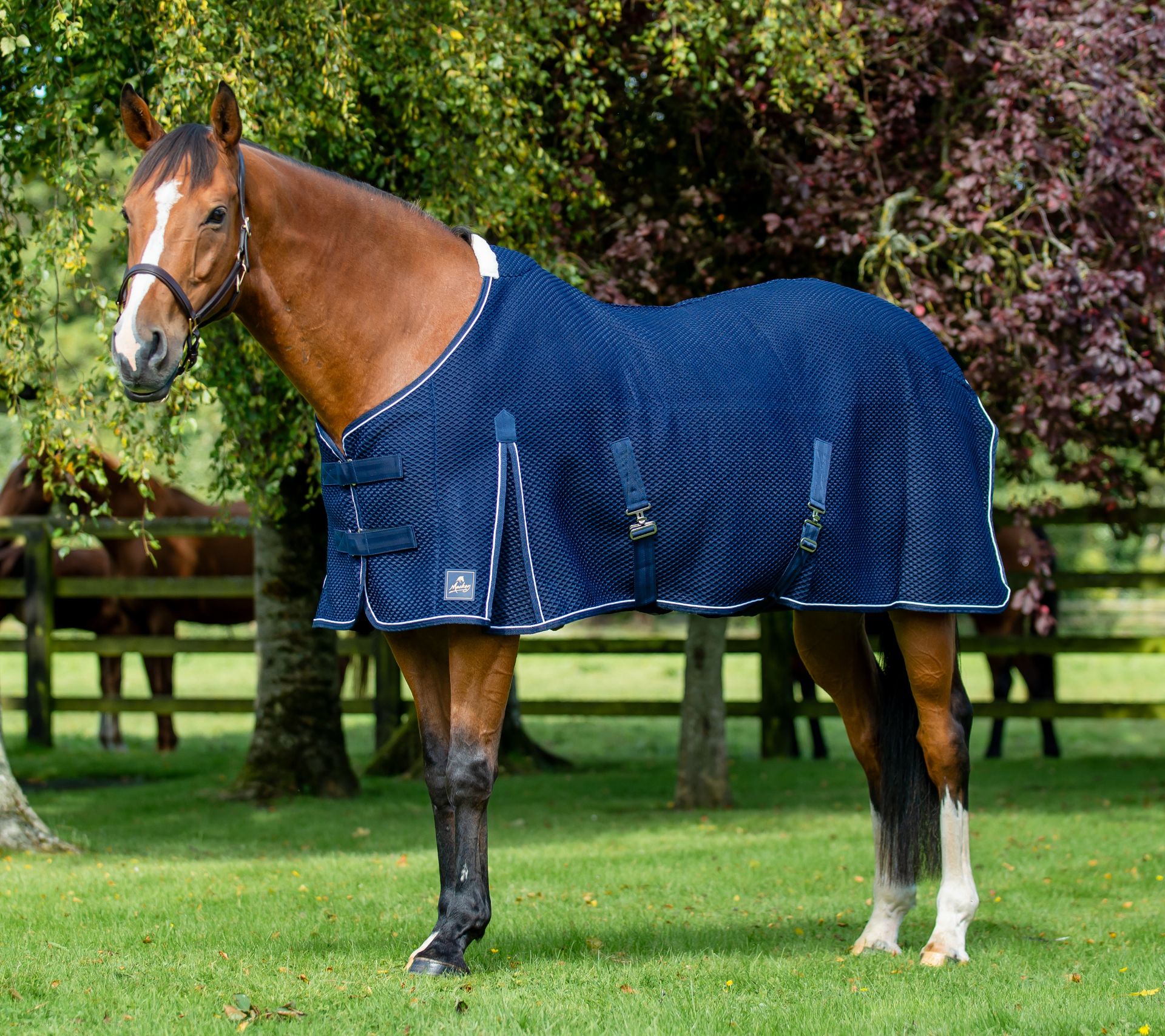 Shannon Air Cooler – Navy