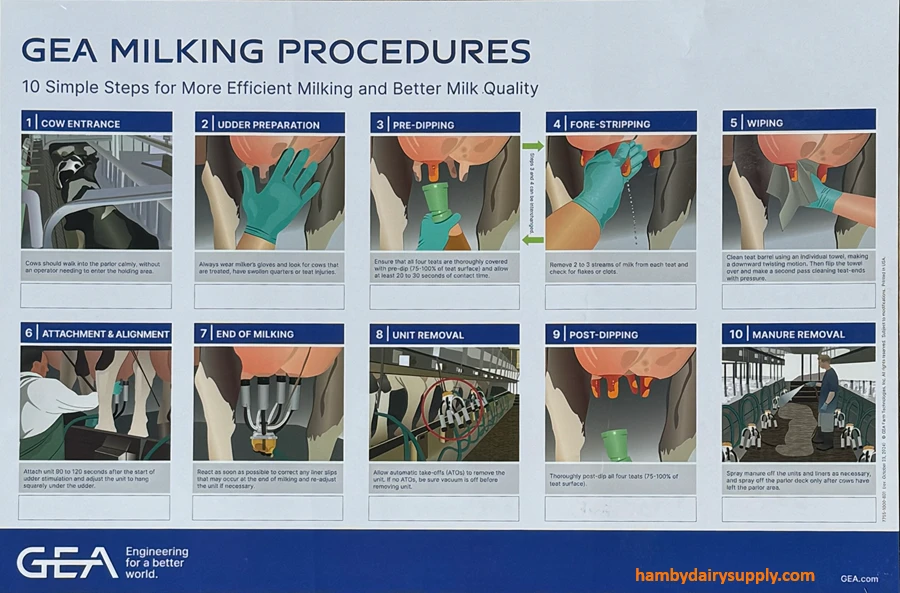10 Steps - Milking Procedures Laminated Poster by GEA - English