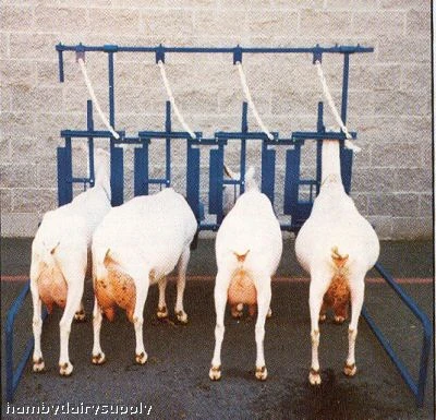 4 Stanchion Assembly for goats / sheep - Self Standing - FOB