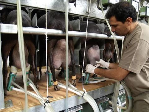 8 Sheep GEA TopFlow Z Bucket Milking System complete with wash system * Best In Class 7041-2700-580