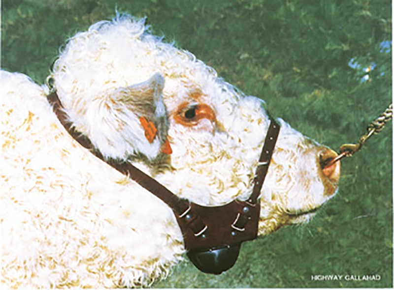 Shoof Chinball Harness
