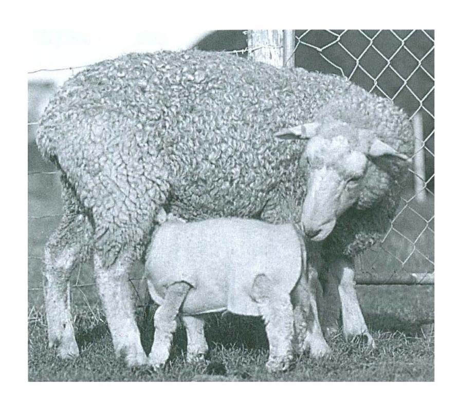 Dairymac Woolover Lamb Jacket