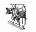 Sold Out! Used Stanchion for individual family cow