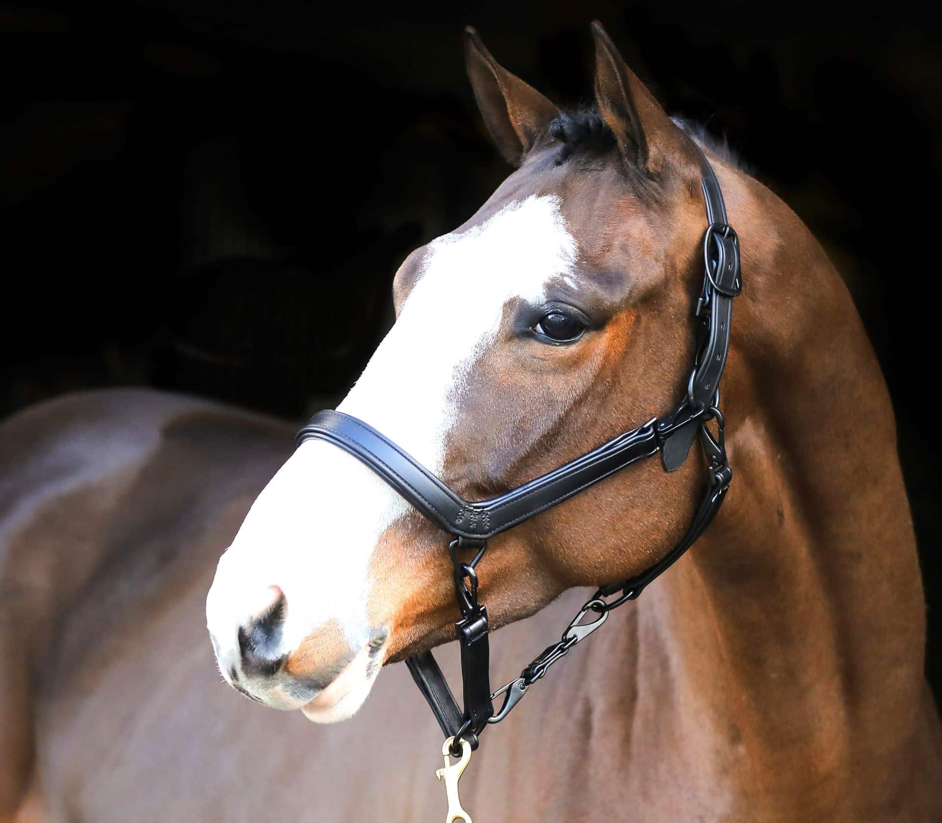 Liveryman Clipping Halter – Black