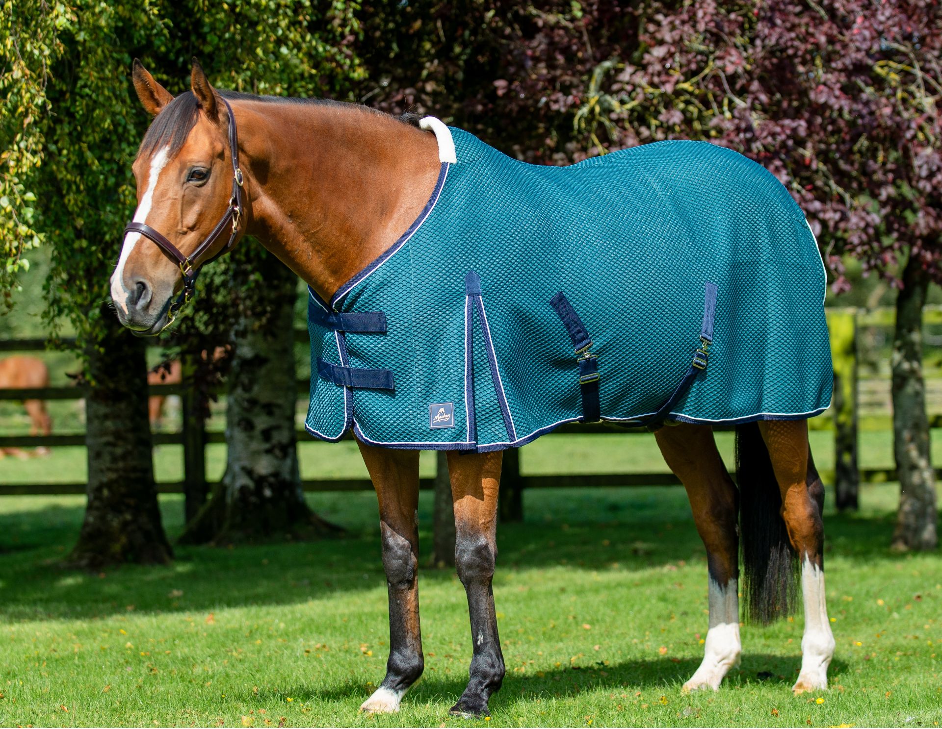Shannon Air Cooler – Petrol