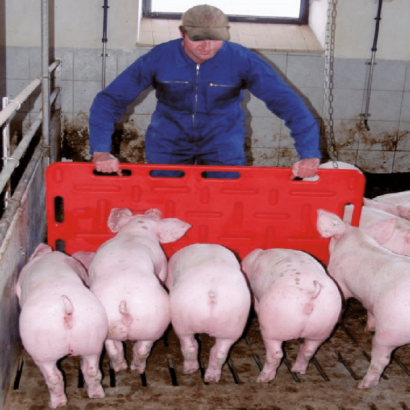 Pig Herding Board