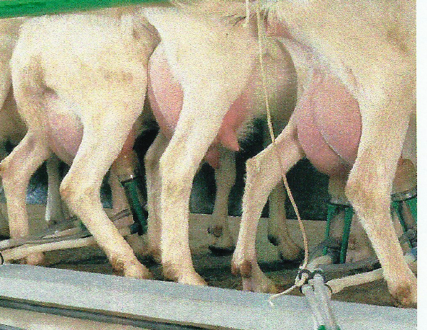 4 Sheep GEA Bucket Milking System complete with wash system 7041-2700-580