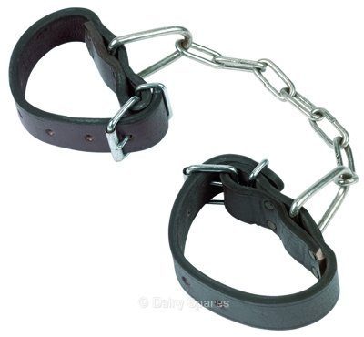 Cow Hobble Leather Buckle and Chain – CH03 CH03