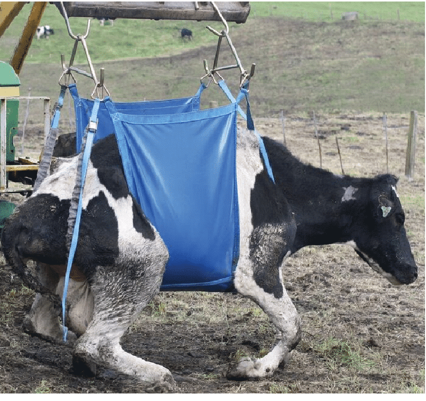Shoof Daisy cow lifter