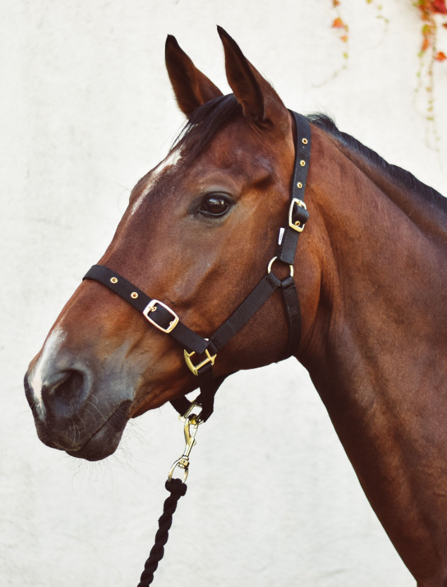 Economy Web Headcollar – Full