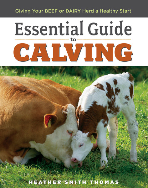 Essential Guide To Calving