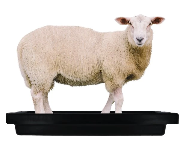 Foot Bath for Goats Sheep and other smaller livestock