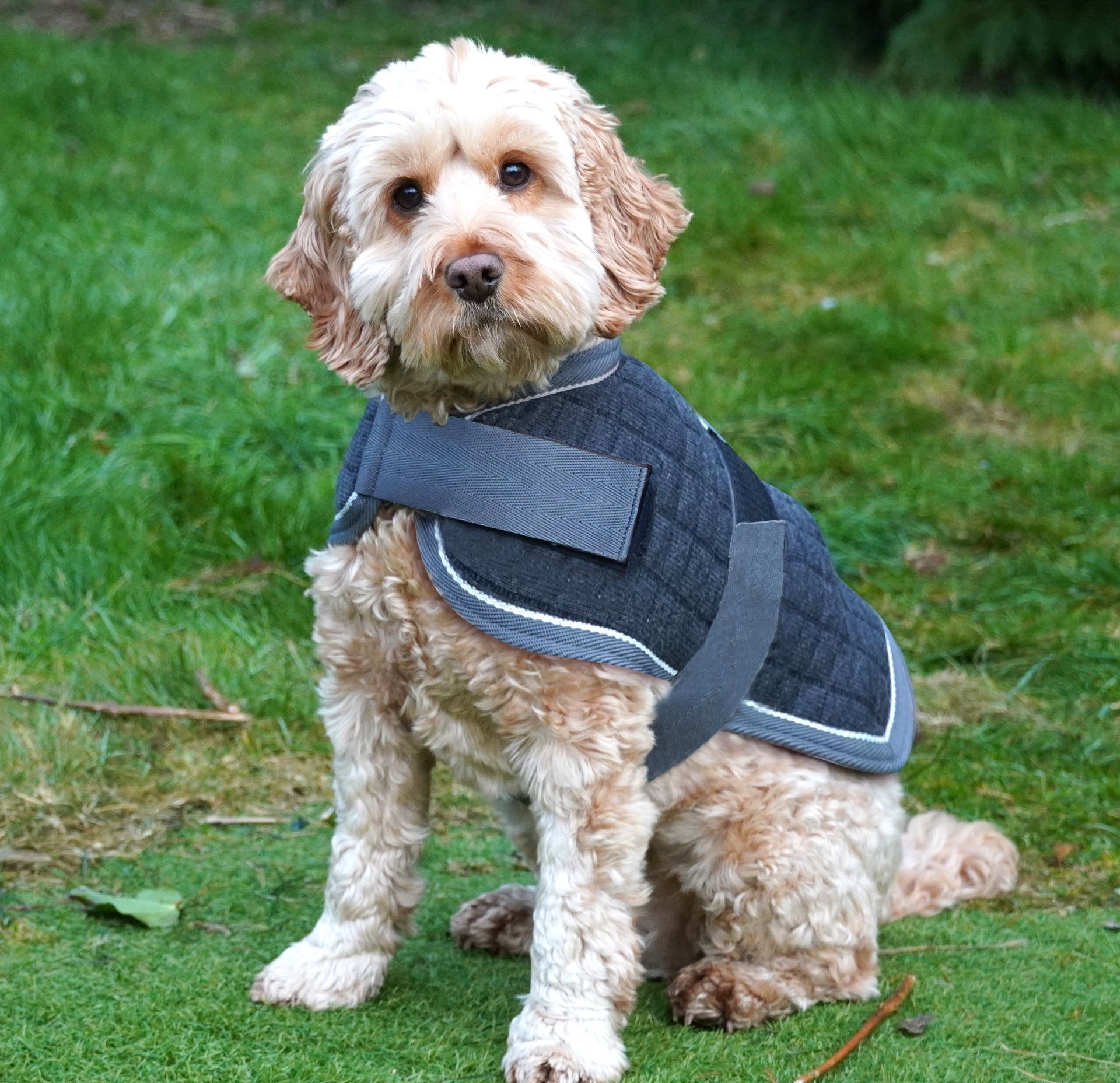 Mackey Thermo Dog Rug